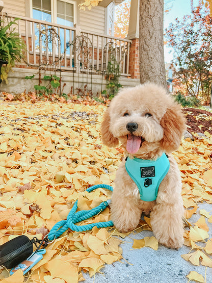Dog Adjustable Harness - Neon Blue