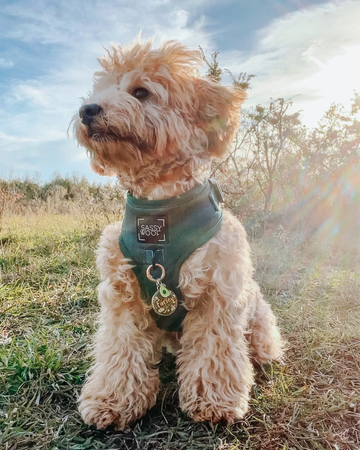 Dog Adjustable Harness - Forest