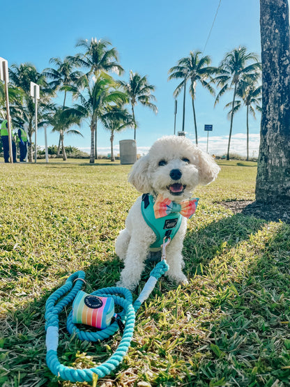 Dog Adjustable Harness - Neon Blue