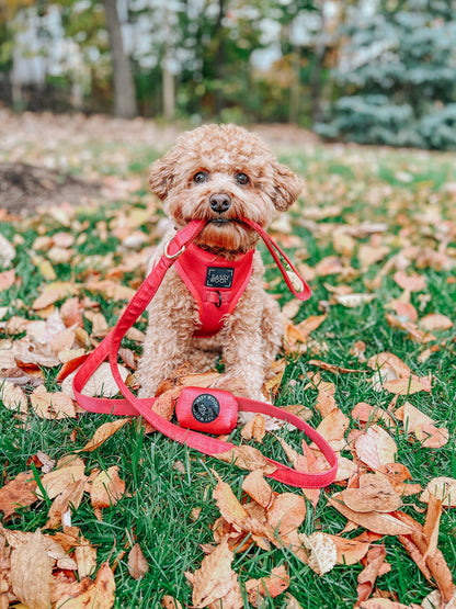 Dog Leash - Merlot