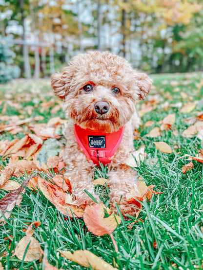 Dog Adjustable Harness - Merlot