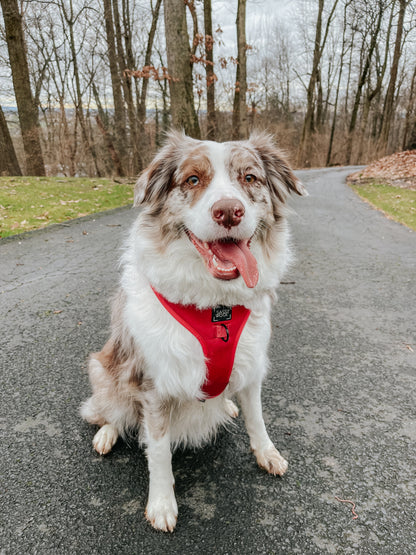 Dog Adjustable Harness - Merlot