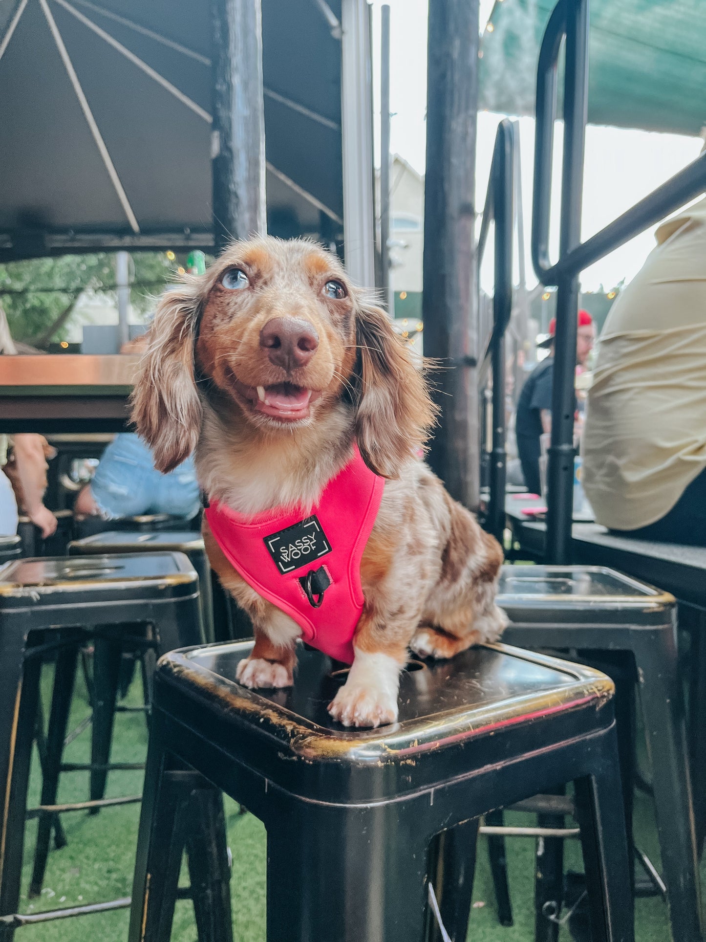 Dog Adjustable Harness - Neon Pink