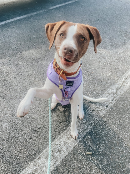 Dog Adjustable Harness - Aurora