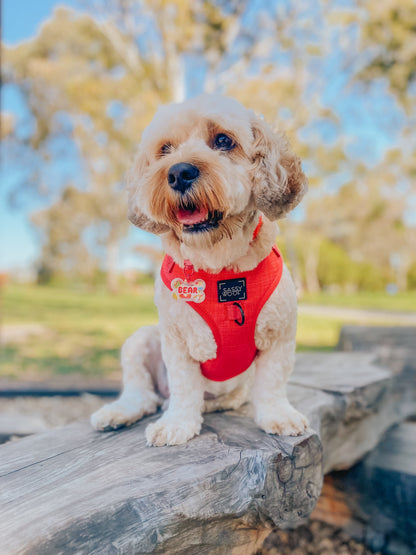 Dog Adjustable Harness - Merlot