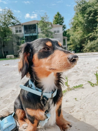 Dog Waterproof Collar - Blue
