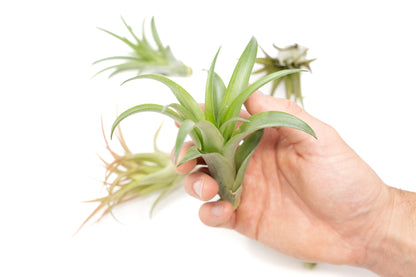Tillandsia Abdita Brachycaulos Air Plants -  Set of 10, 20 or 30 - 60% Off