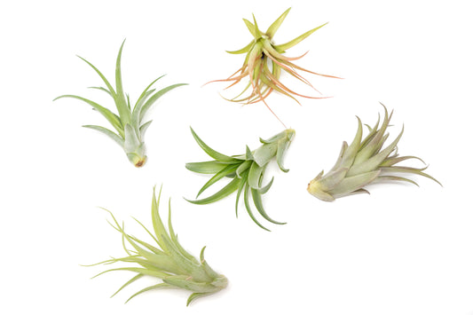 Tillandsia Abdita Brachycaulos Air Plants -  Set of 10, 20 or 30 - 60% Off