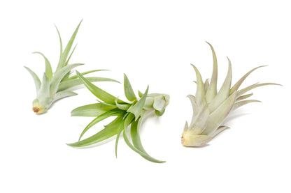 Tillandsia Abdita Brachycaulos Air Plants -  Set of 10, 20 or 30 - 60% Off