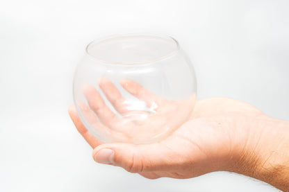 Tillandsia Huamelula Air Plant Bubble Bowl Terrarium