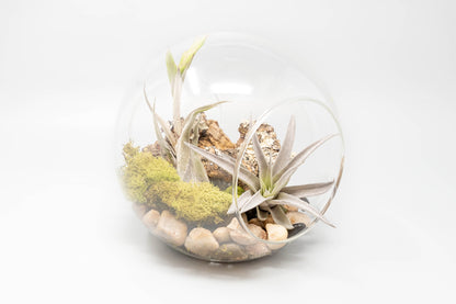 Large Hand-Blown Glass Terrarium with 2 Open Ends