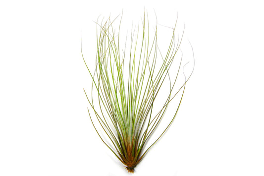 Tillandsia Juncifolia Air Plants