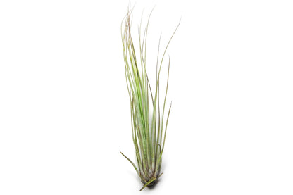 Large Tillandsia Juncifolia Air Plants /  8-12 Inch Plants