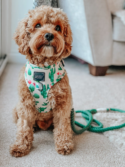 Dog Rope Leash - Amazon