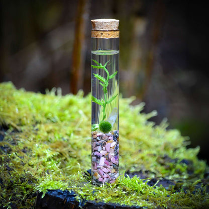 The Angie Hope & Healing Terrarium