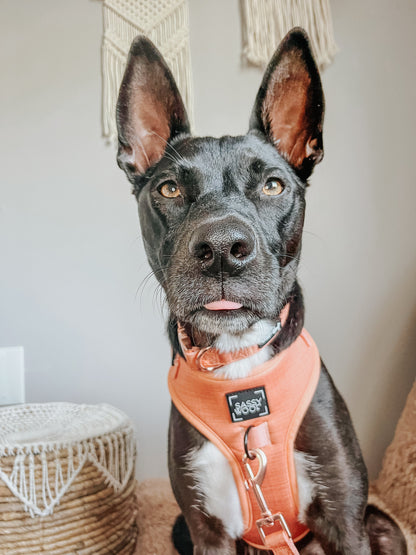 Dog Collar - Apple Cider