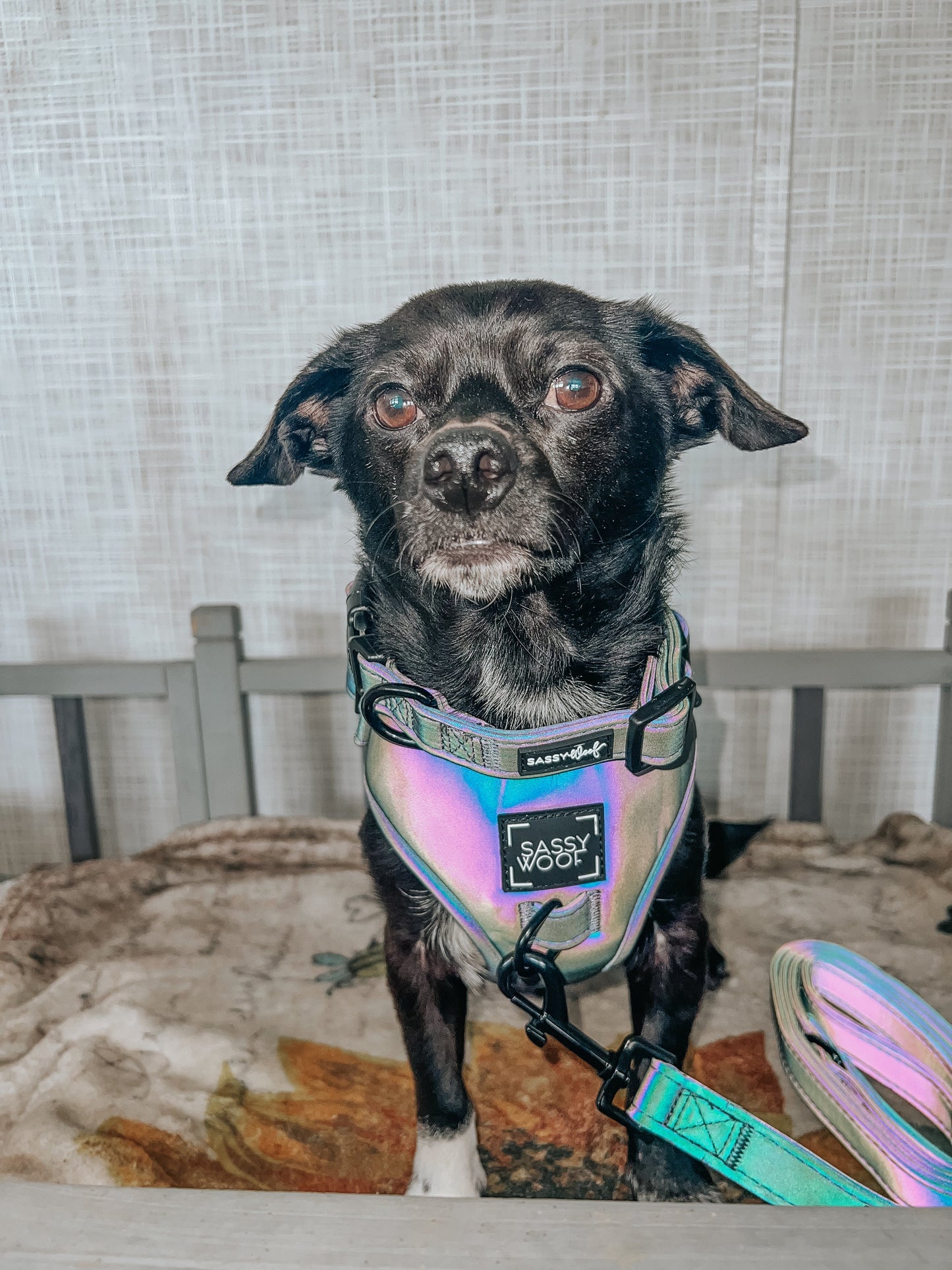 Dog Leash - Reflection