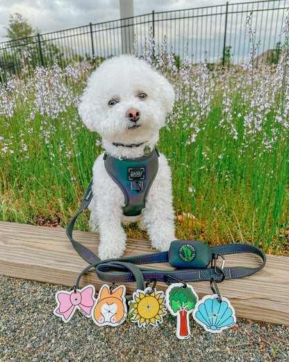 Dog Leash - Reflection