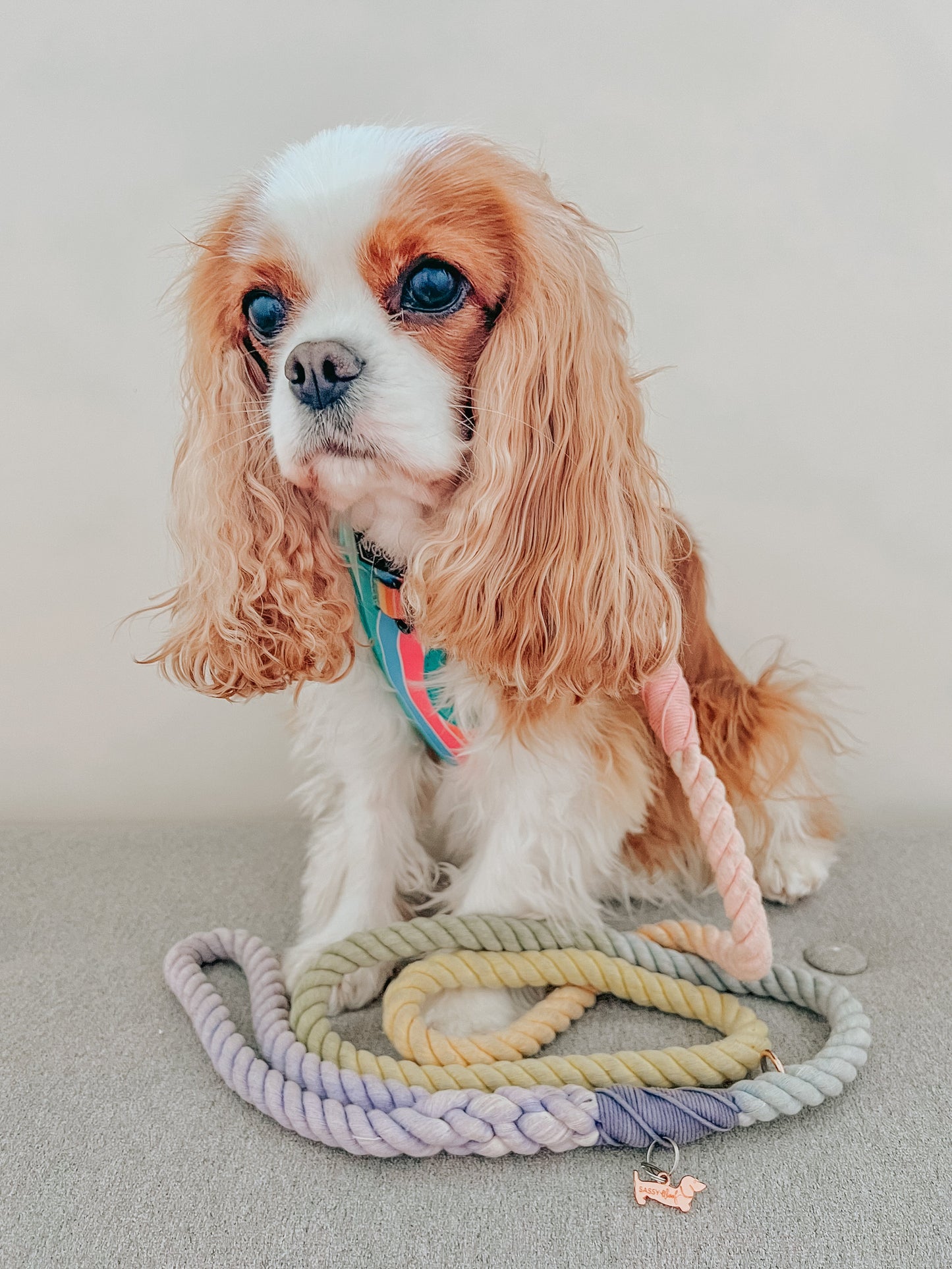 Dog Rope Leash - Sprinkles
