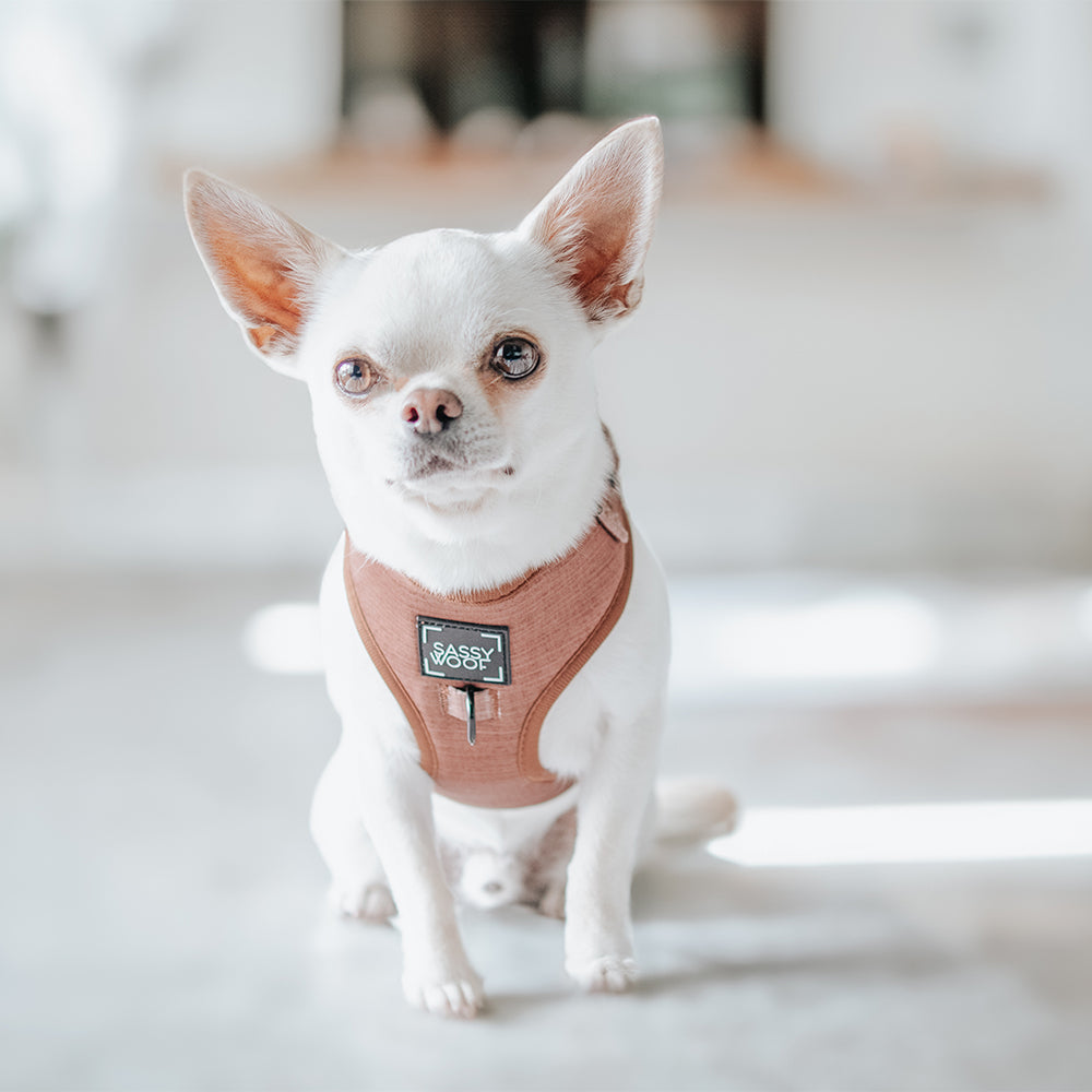 Dog Adjustable Harness - Teddy