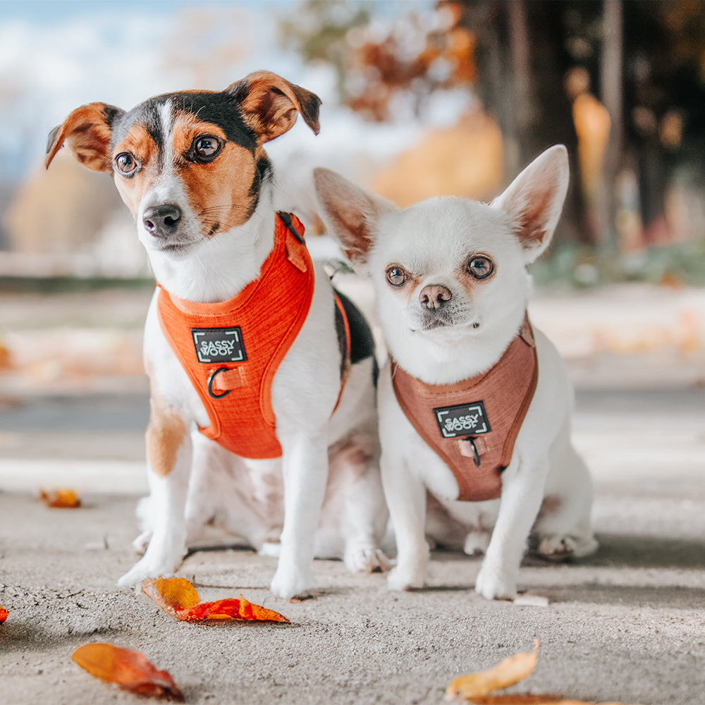 Dog Adjustable Harness - Teddy