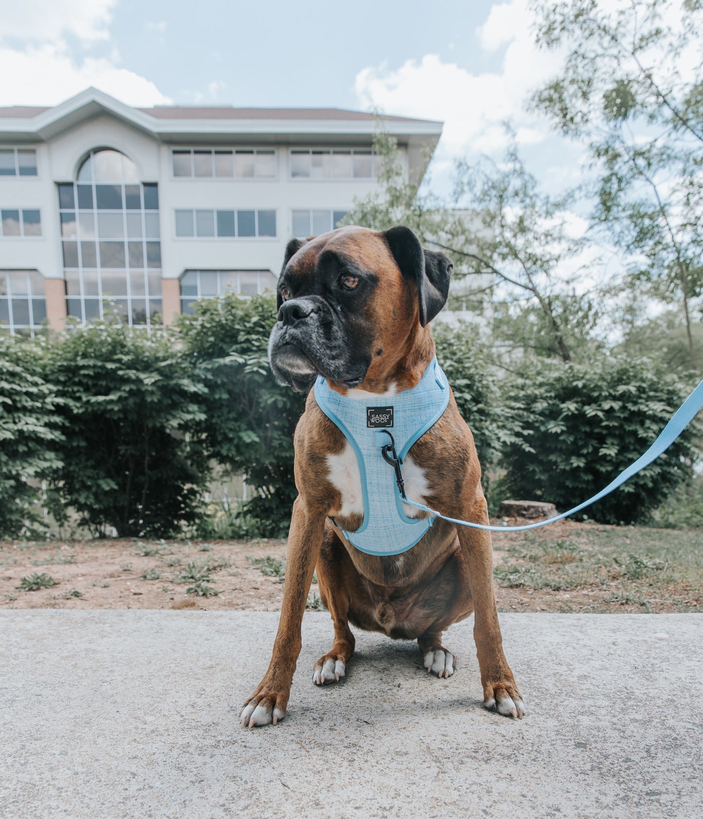 Dog Adjustable Harness - Blumond