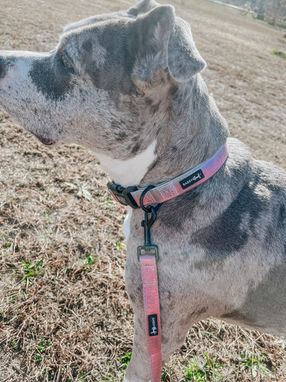 Dog Collar - The Night Life