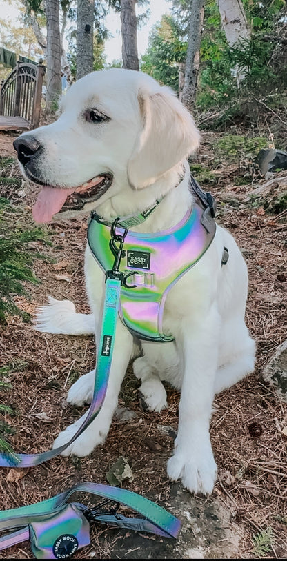Dog Collar - Reflection