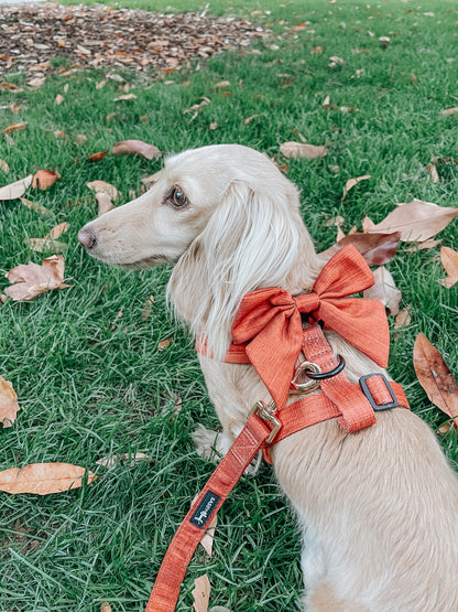 Dog Leash - Foxy