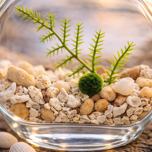 The Curiosity Orb Terrarium with Nano Moss Ball Pet