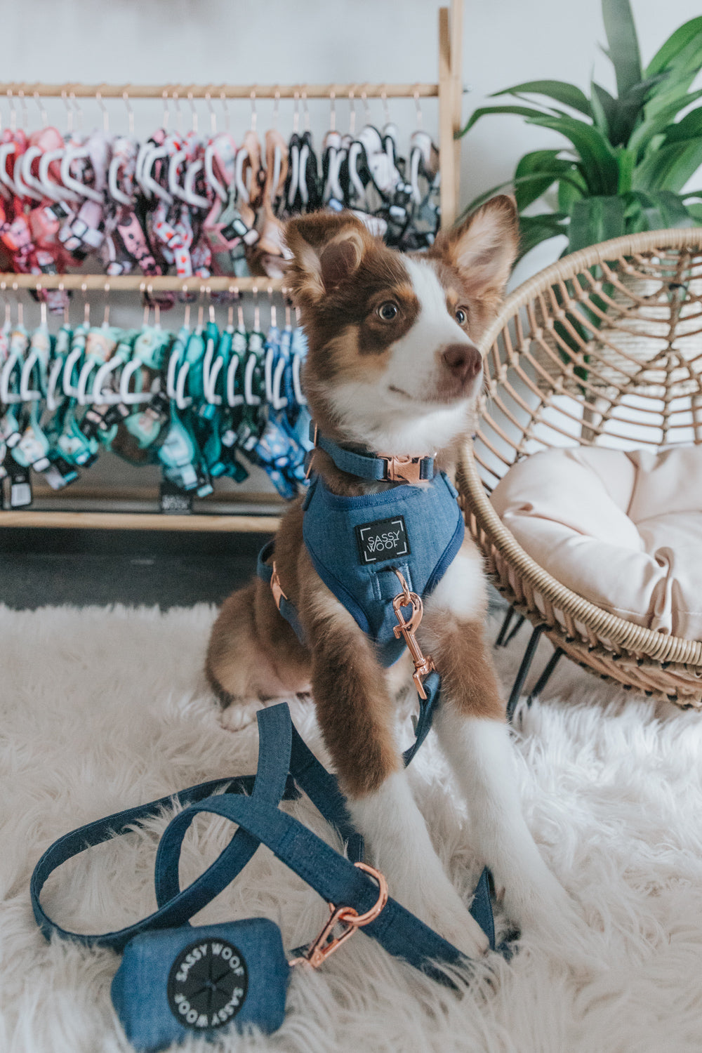 Dog Collar - Denim