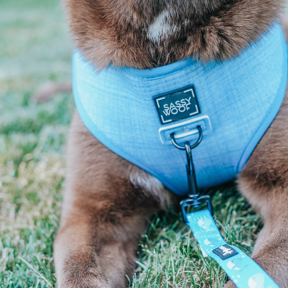 Dog Leash - Might as Whale