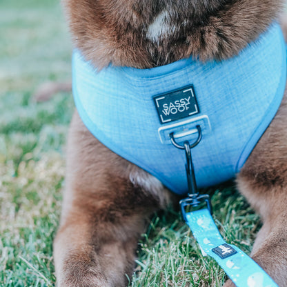 Dog Leash - Might as Whale