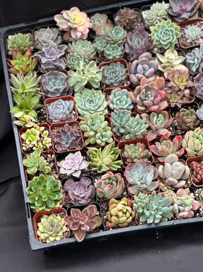 Full Flat Special 64 succulents in 2” pots