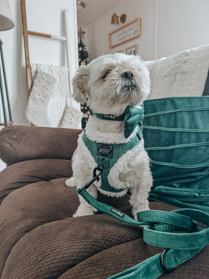 Dog Leash - Nice