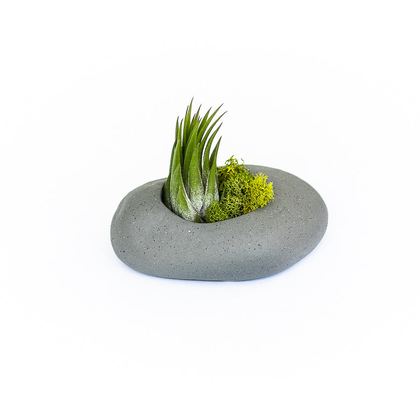 air plant holder ceramic Sets of 3, 6 or 9 Gray Ceramic Stone Air Plant Holders with Assorted Tillandsia Air Plants