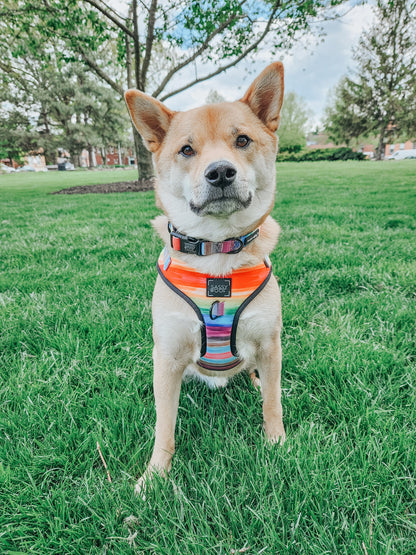 Dog Collar - Love You Fur You