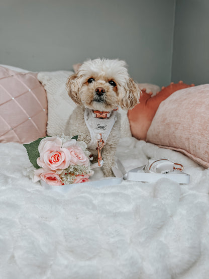 Dog Collar - Pup of Honor
