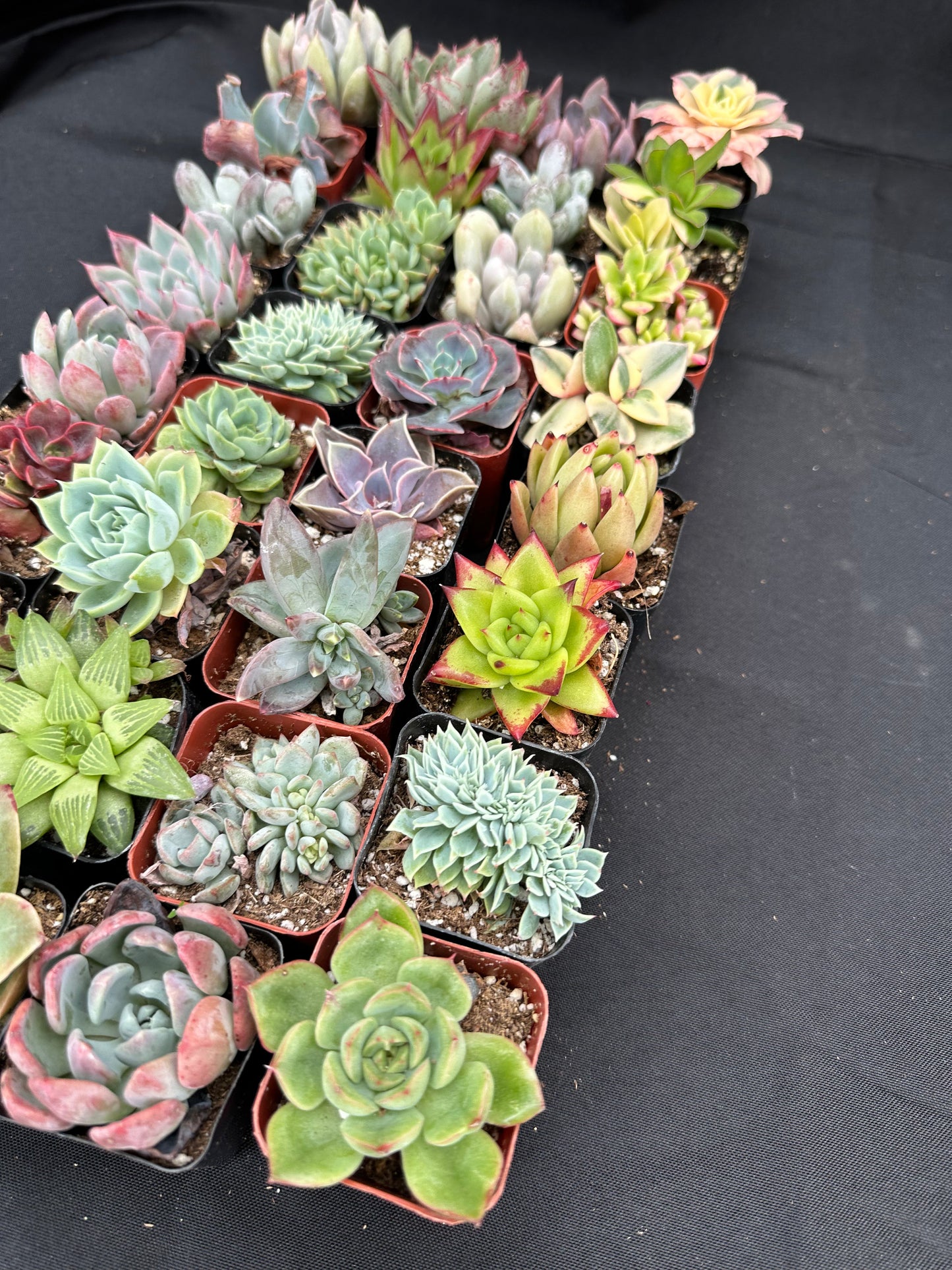 Half Flat Special - 32 succulents in 2” pots