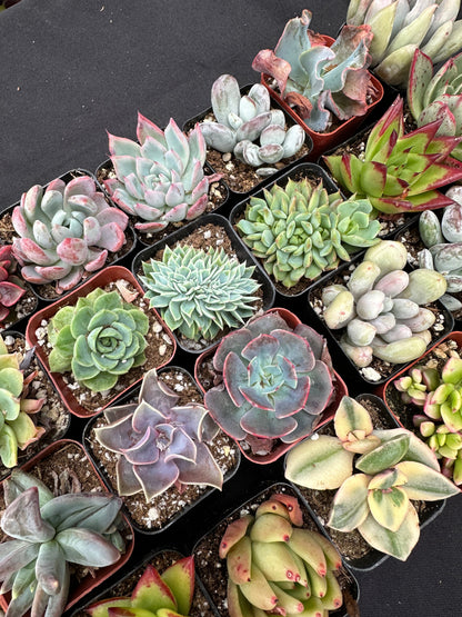 Half Flat Special - 32 succulents in 2” pots