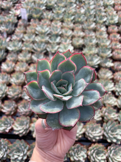 Echeveria Moonshine - Tray of 40