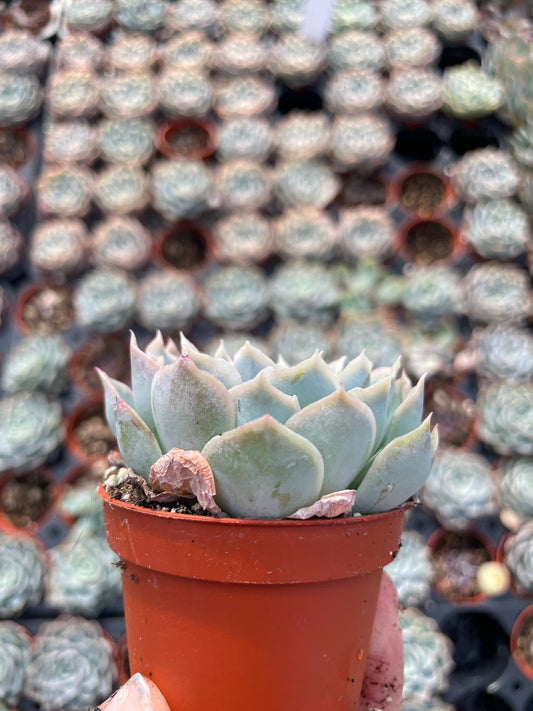 Echeveria Carino - Tray of 40