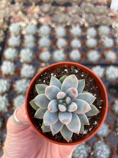 Echeveria Estrella - Tray of 40