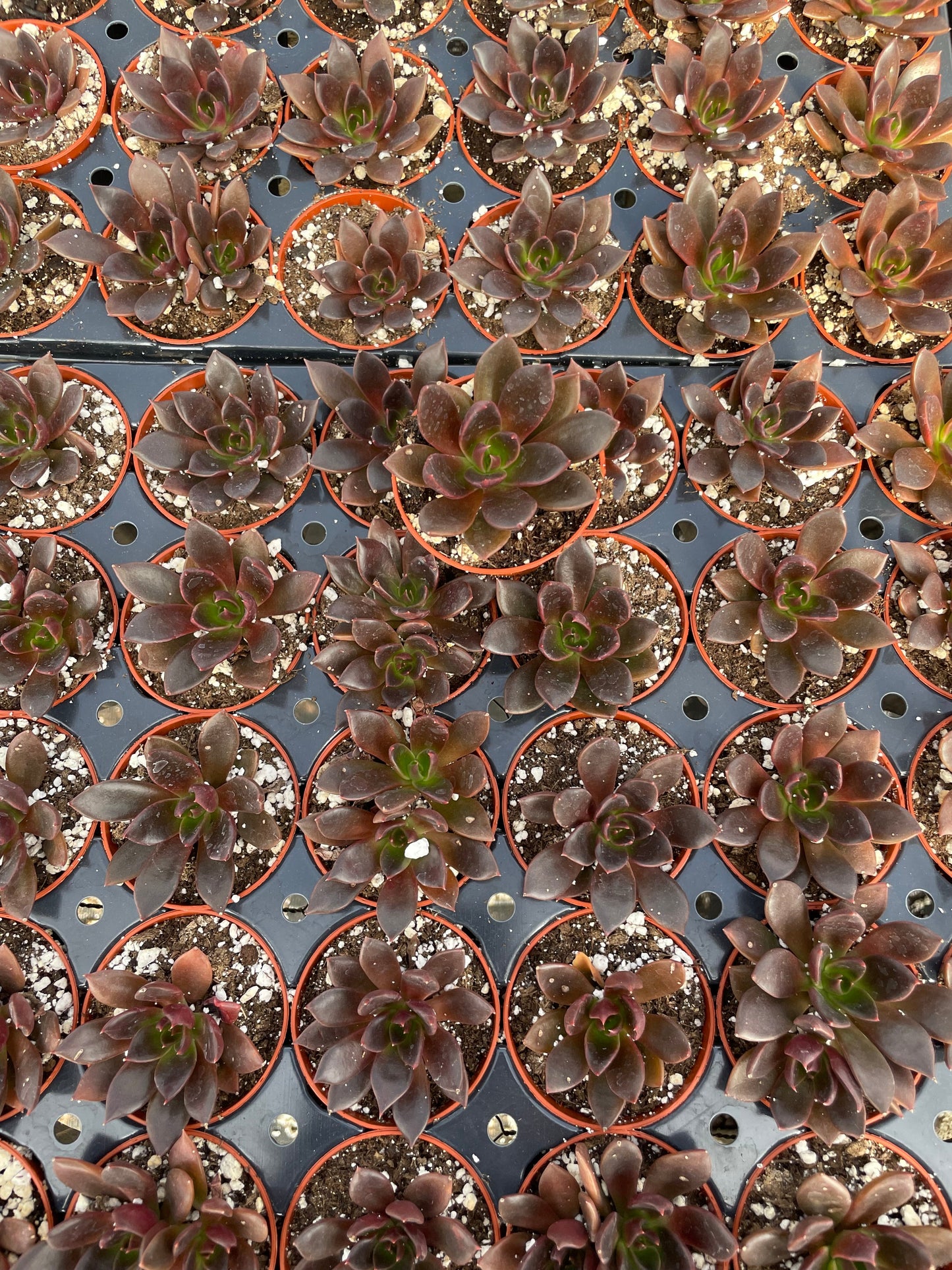 Echeveria Preta - Tray of 40