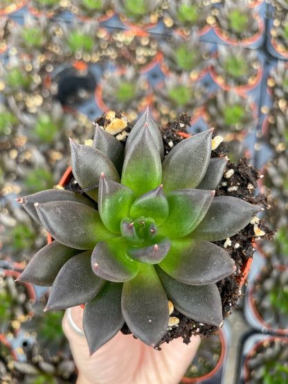 Echeveria New Black - Tray of 40