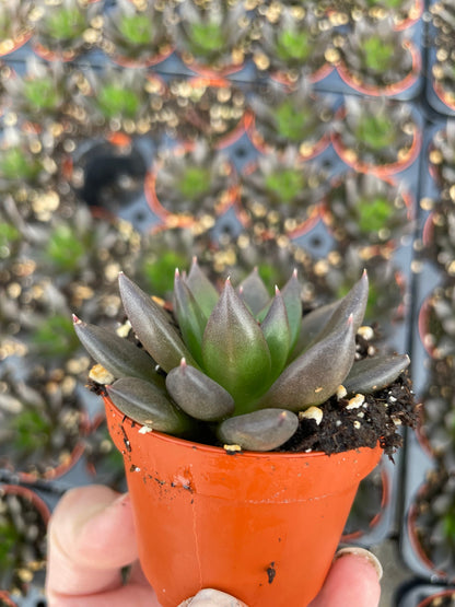 Echeveria New Black - Tray of 40