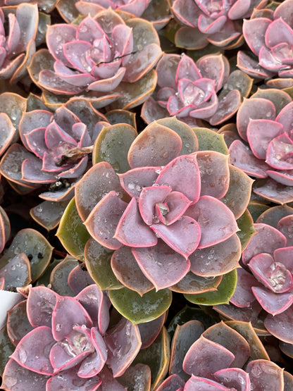 Echeveria Red Sky - Tray of 40