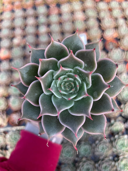 Echeveria Manana - Tray of 40
