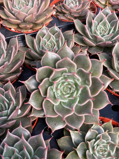 Echeveria Manana - Tray of 40
