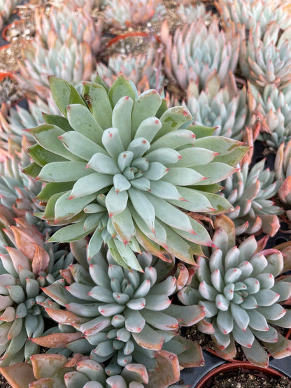 Echeveria Barca - Tray of 40
